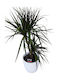 Dracaena Albă Ghiveci Ceramic Înălțime 68 Cm Lățime 20 Milvaflowers