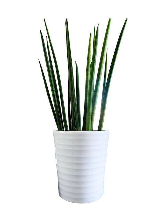 Sansevieria Cylindrical White Clay Plant Height 38 Cm Width 13cm Milvaflowers