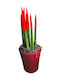 Sansevieria Cylindrical Velvet Red Clay H 33 Cm W 12 Cm MilvaFlowers