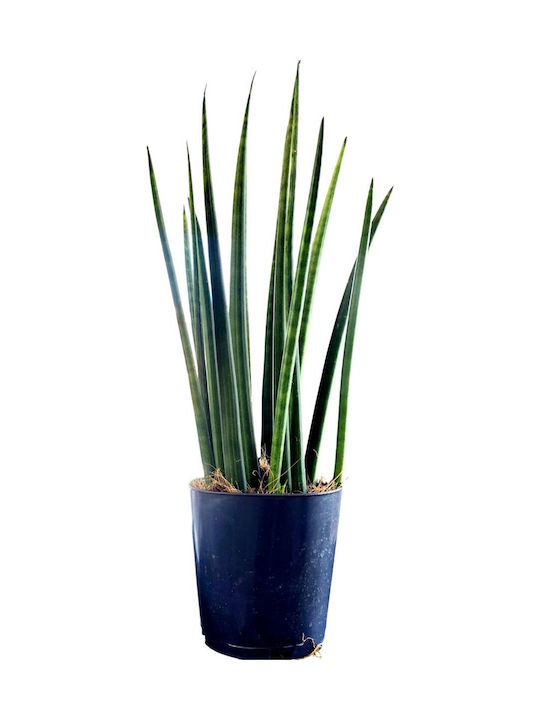 Sansevieria Cilindrică Înălțime 36 Cm Lățime 12 Cm Milvaflowers