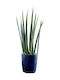 Sansevieria Cilindrică Înălțime 36 Cm Lățime 12 Cm Milvaflowers