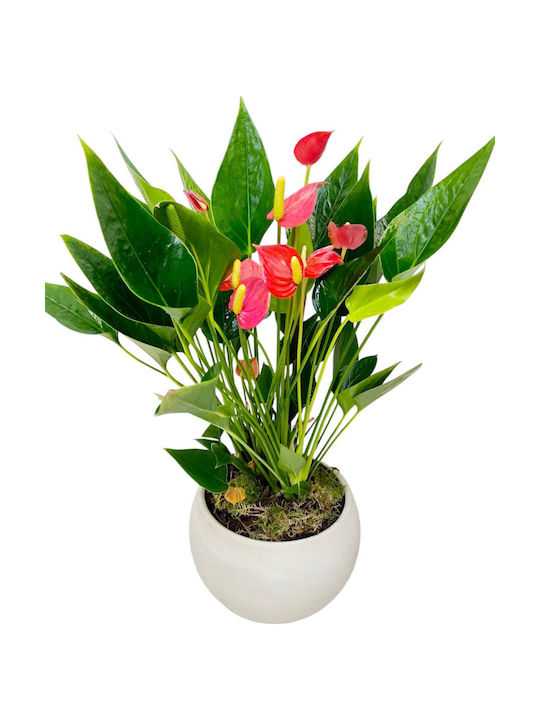 Ανθουριο Μινι Πήλινη Γλάστρα Y 35cm Milvaflowers Ανθουριο Μινι Πήλινη Γλάστρα Y 35cm Milvaflowers