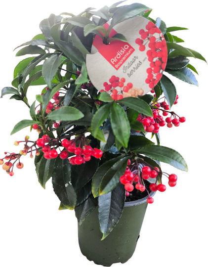Ardisia H 32 Cm W 12 Cm Milvaflowers