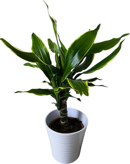 Dracaena Fragrans Керамичен Бял Височина 36 См X Ширина 12 См Milvaflowers