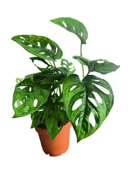 Monstera Adansonii Височина 25 См Ширина 12 См Milvaflowers