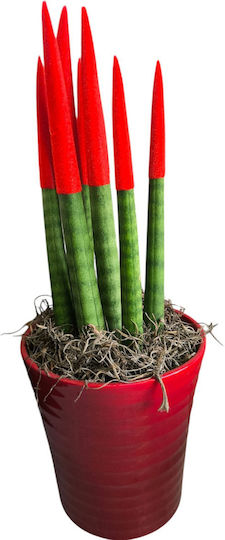 Sansevieria Cylindrica Velvet Rot Pile Innenbereich P13 Y:33 cm