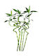Bamboo Lucky Bamboo 5 Pcs H60cm Milvaflowers