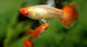 Poecilia Reticulata Koi M F