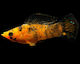Molly Calico Longfin M