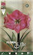 Flora Elite Βολβός Αμαρυλλίδας Πρεπαρέ Ροζ