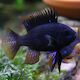 Mikrogeophagus Ramirezi Negru M