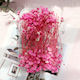 Getrocknete Gipsfaser Rosa 15gr