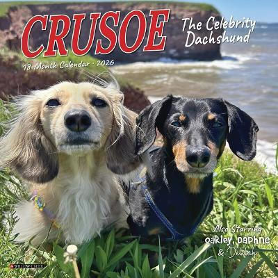 Crusoe Celebrity Dachshund Calendar De Perete Mini 2026 Wlcp