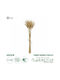 Dried Beige Grass Plant 30cm in Box 10 Pieces GloboStar