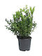 Πυξάρι Buxus Sempervirens