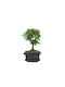 Автентично Бонсай Ligustrum Sinense Baby