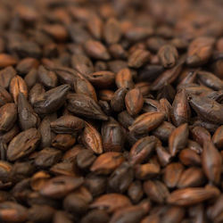Pale Chocolate 600ebc