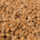 Wheat 4ebc Thrace