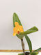 Cattleya Yellow Miracle Aromatică