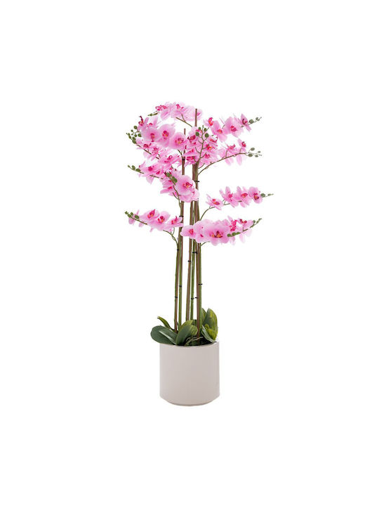 Orchid in Small Pot Pink Iliadis