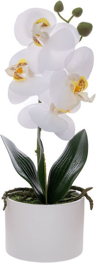 Orchid in White Pot Iliadis