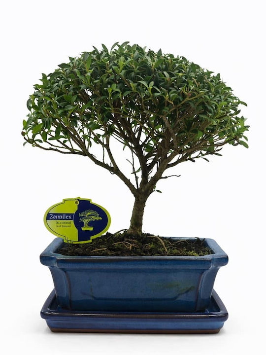 Μπονσάι Δεντράκι Ilex Άιλεξ Μπονσάι Δεντράκι Ilex Άιλεξ