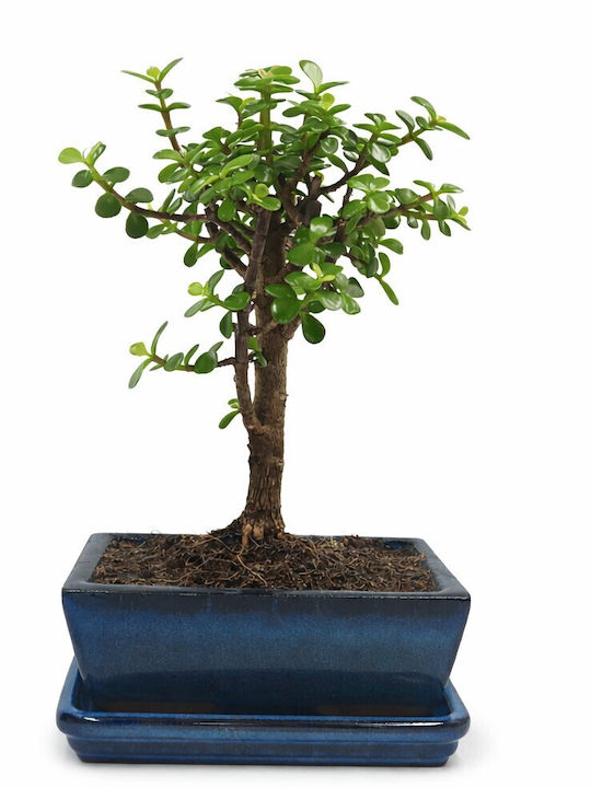 Μπονσάι Portulacaria Afra 20 Εκ Μπονσάι Portulacaria Afra 20 Εκ