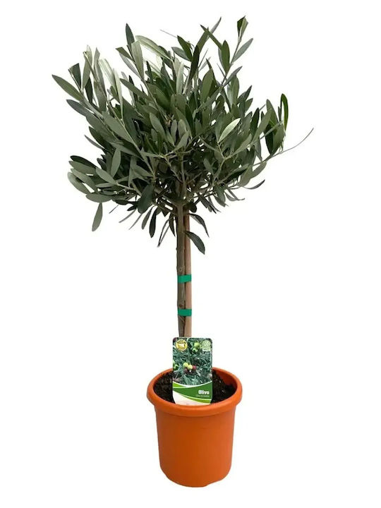 Ελιά Olea Europaea On Stem Ελιά Olea Europaea On Stem