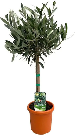 Ελιά Olea Europaea On Stem
