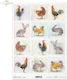 Decoupage Rice Paper Paintings of Rural Animals A4
