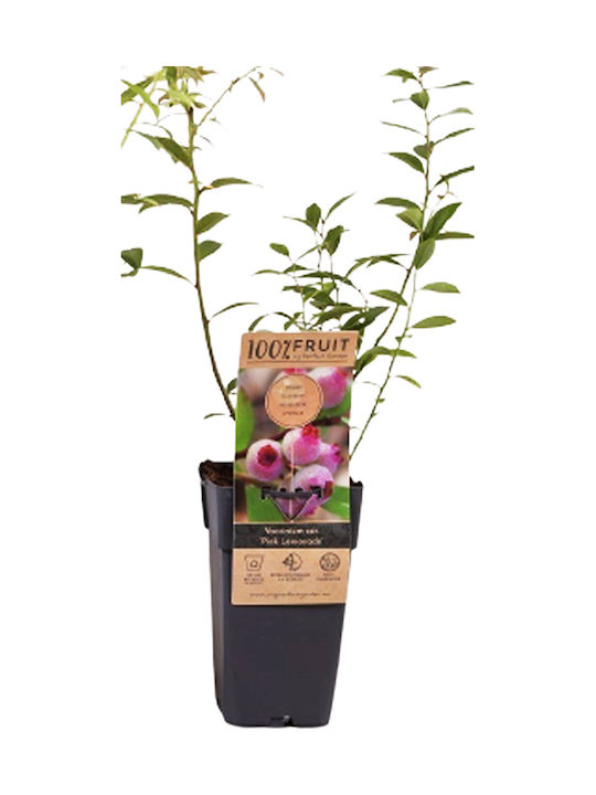 Ροζ Βατόμουρο – Vaccinium Corymbosum ‘pink Lemonade’ Ροζ Βατόμουρο – Vaccinium Corymbosum ‘pink Lemonade’