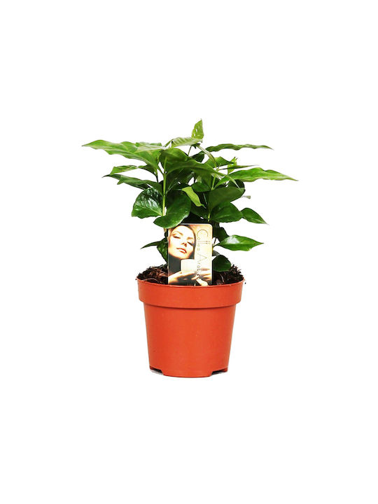 Coffea Arabica Weihnachtsliches Tischgeschirr Becher Mit Ihren Eigenen Weihnachtsbäume 30cm