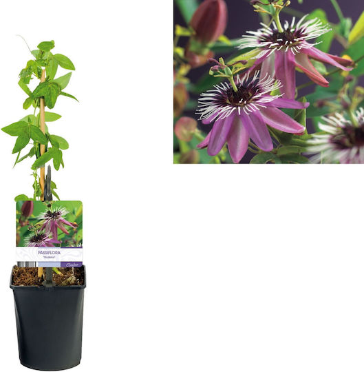 Ролигия Пасифлора Passiflora Victoria
