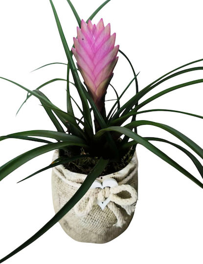 Plante Tillandsia Mică Înălțime 22cm Ghiveci Ceramic Milvaflowers