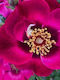 Rosa Babylon Eyes 'diva' 3lt
