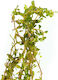 Rotala Rotundifolia"blood Red" Topf