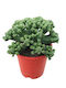 Euphorbia Tubiglans