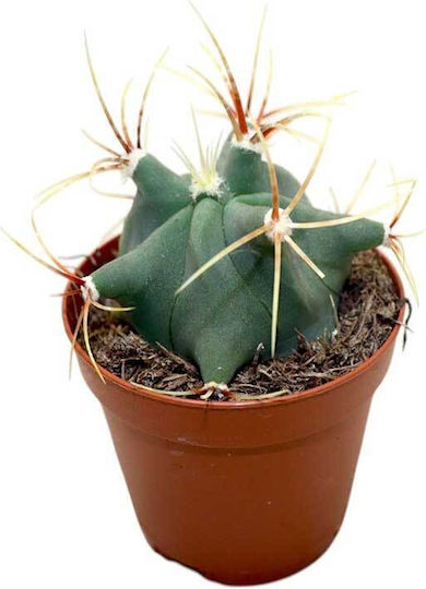 Ferokaktus Emoryi 5,5 cm Ferokaktus Emoryi 5,5 cm