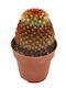 Mammillaria Carmenae F Rubrispina 8.5cm