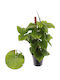 Philodendron Fibraecataphyllum Peru 12cm