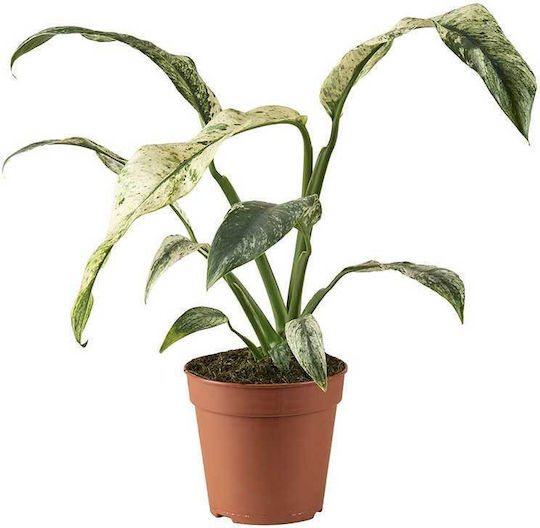 Rhaphidophora Puberula 'variegata' 12cm