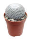 Mammillaria Microthele Var Superfina 5.5cm
