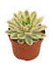 Echeveria Mira 'variegata' 10.5cm