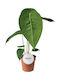 Anthurium Peltigerum 12cm