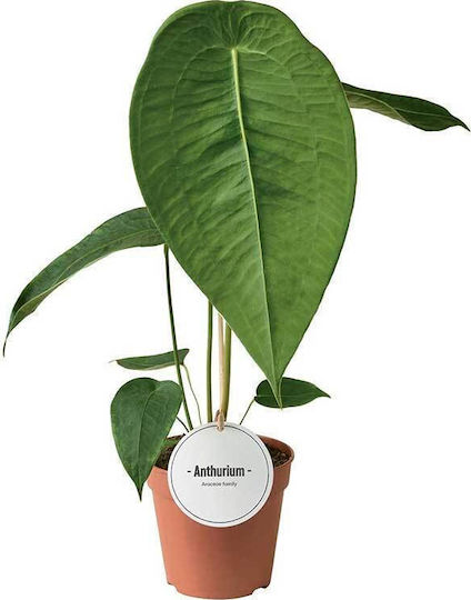 Хвощ (Anthurium) Peltigerum 12см