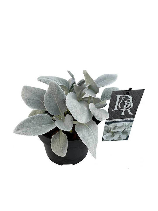 Senecio 'angel Wings' 17cm Senecio 'angel Wings' 17cm