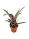 Tradescantia Sitara 9cm