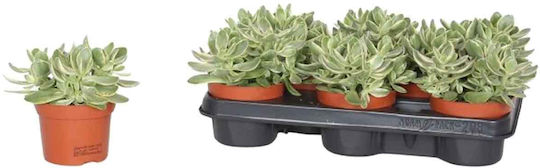 Crassula Swaz 'variegata' 8,5 cm