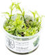 Hygrophila Polysperma White 1-2-grow
