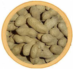Kynodiatrofiki Natur Pistazie Großes Papagei 1kg